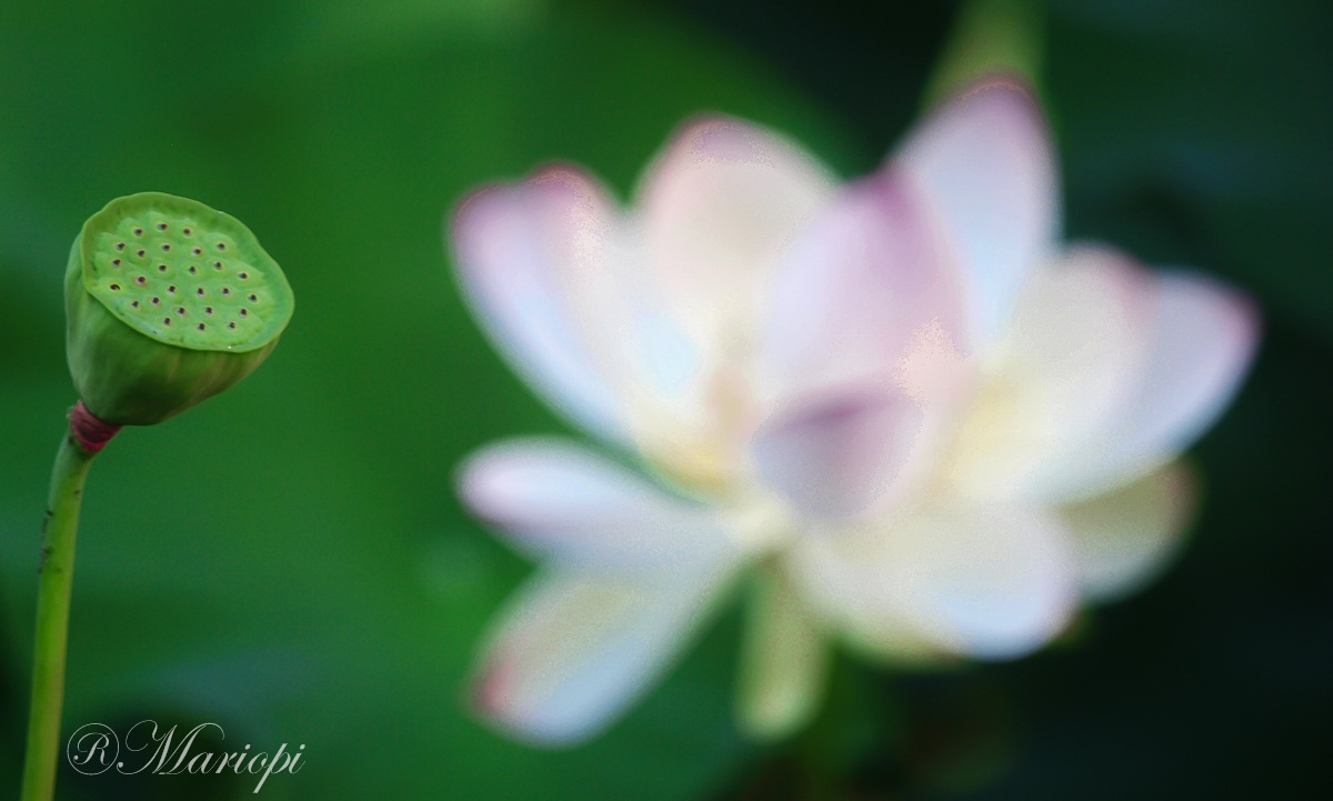 start and end ...... and still life