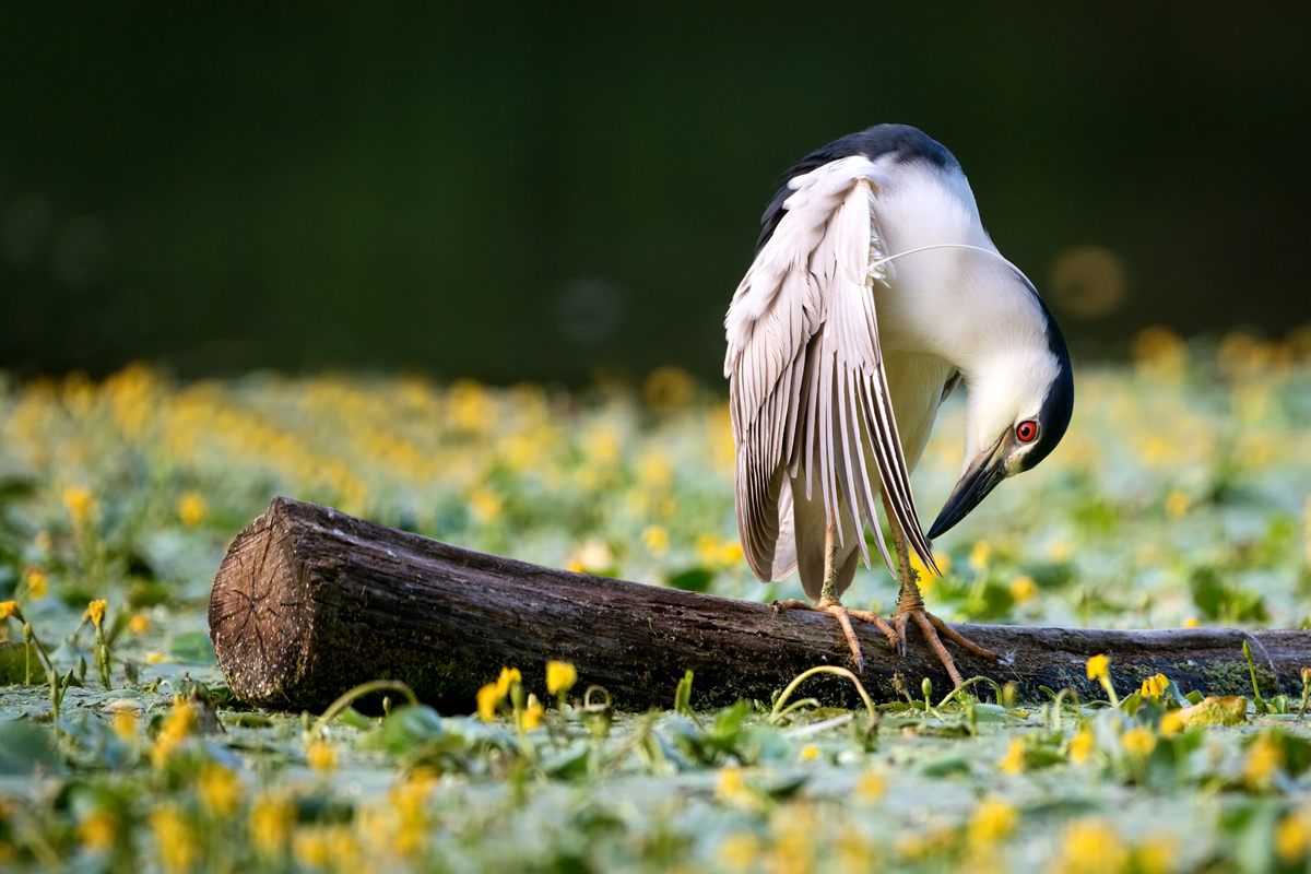 Nero coronato notte airone