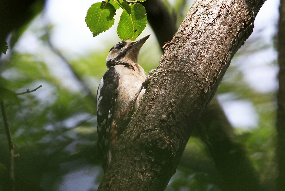 Picchio nella macchia