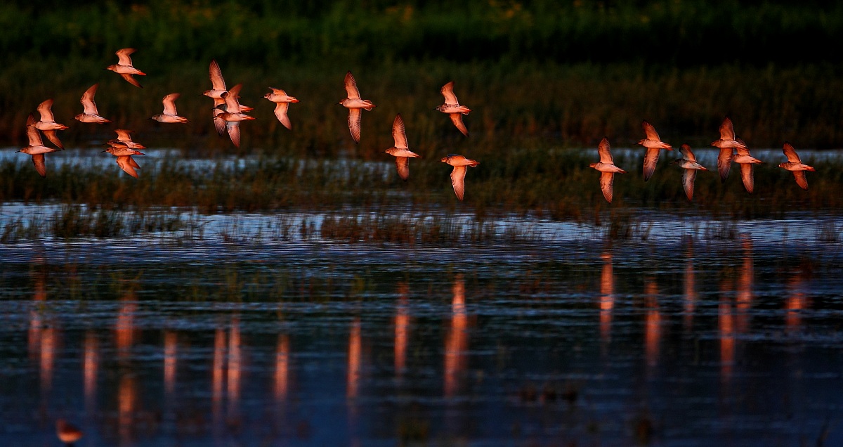 Flight at sunset