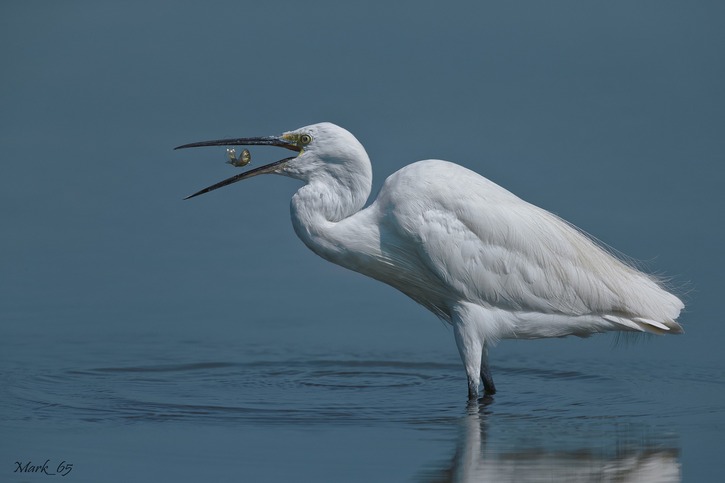Egret