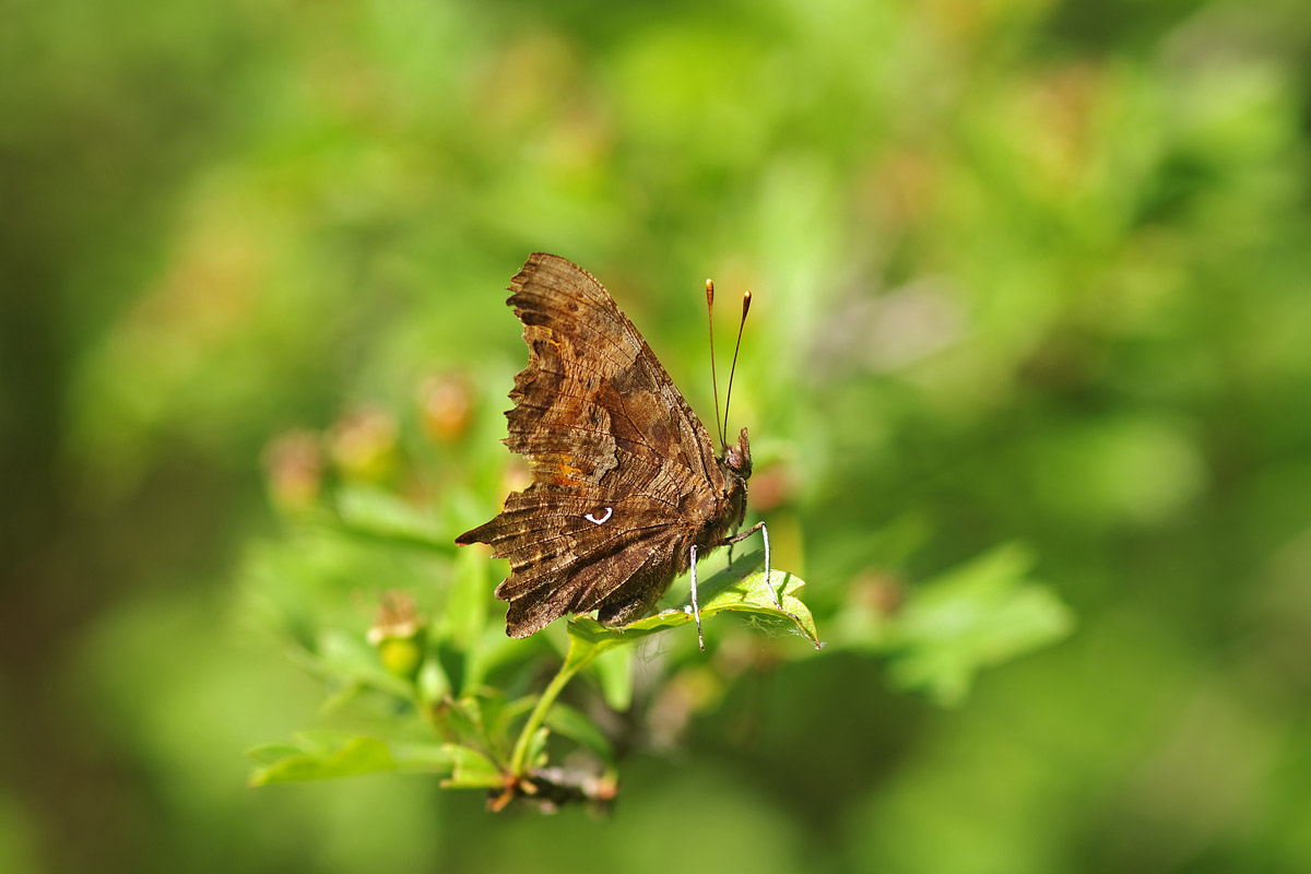 Polygonia