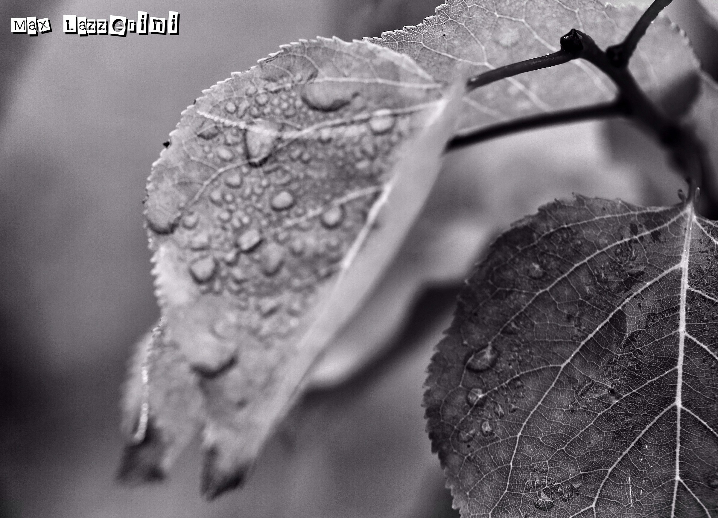 Rain Drops & Leaf