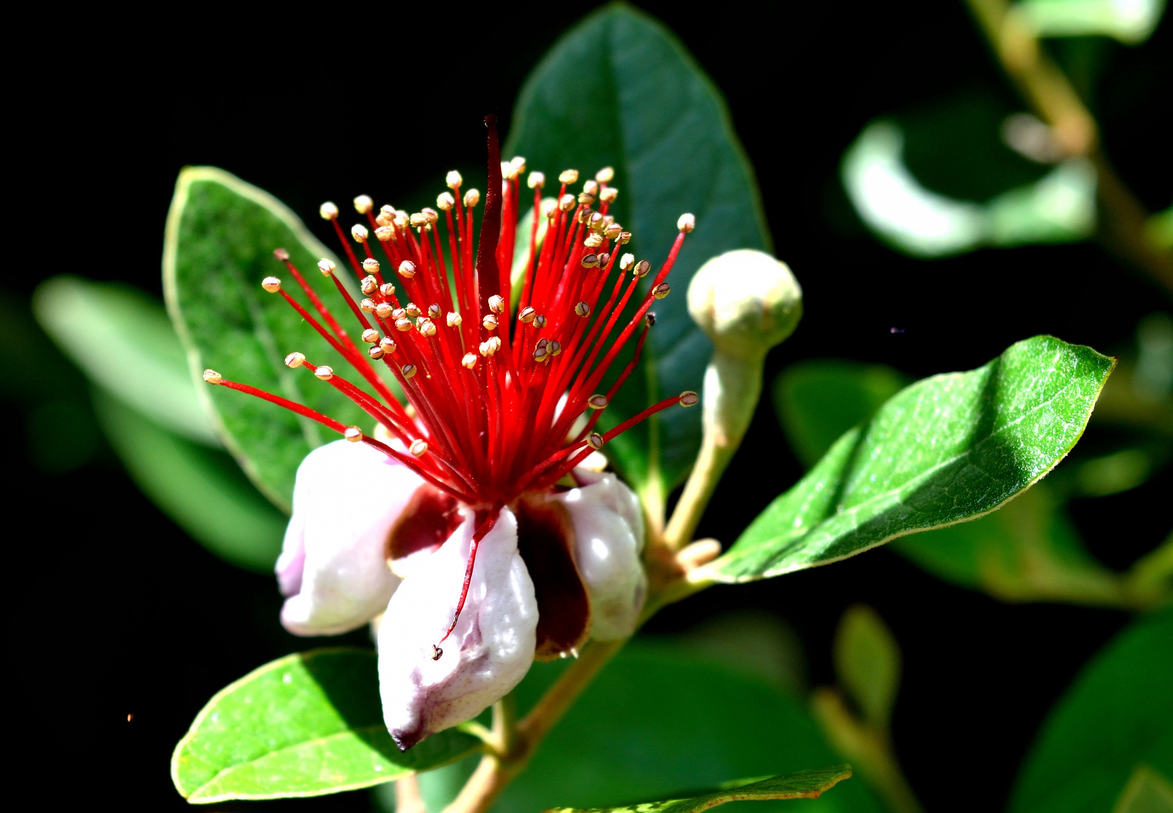Fiore di Feijoa