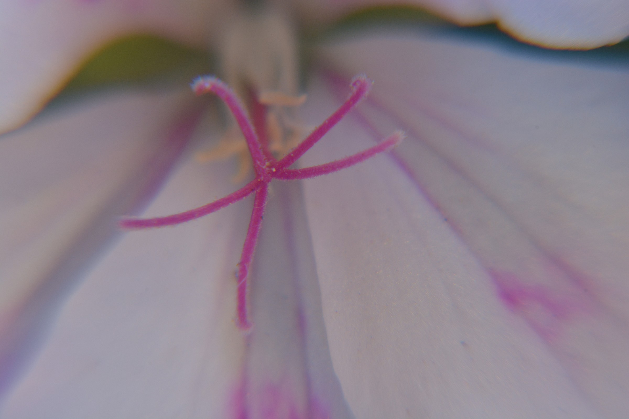 starfish at the bottom of a flower