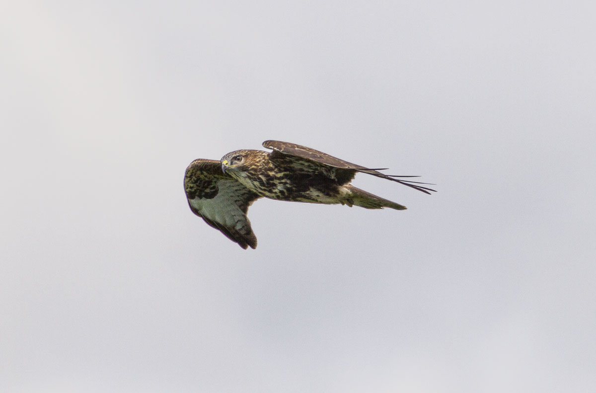 Poiana (buteo buteo)