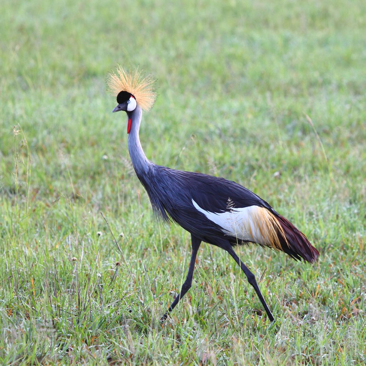 Crowned Crane