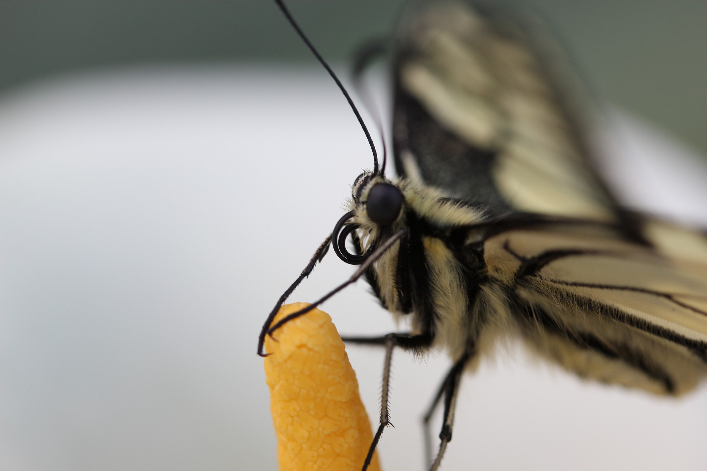 animali del mio giardino