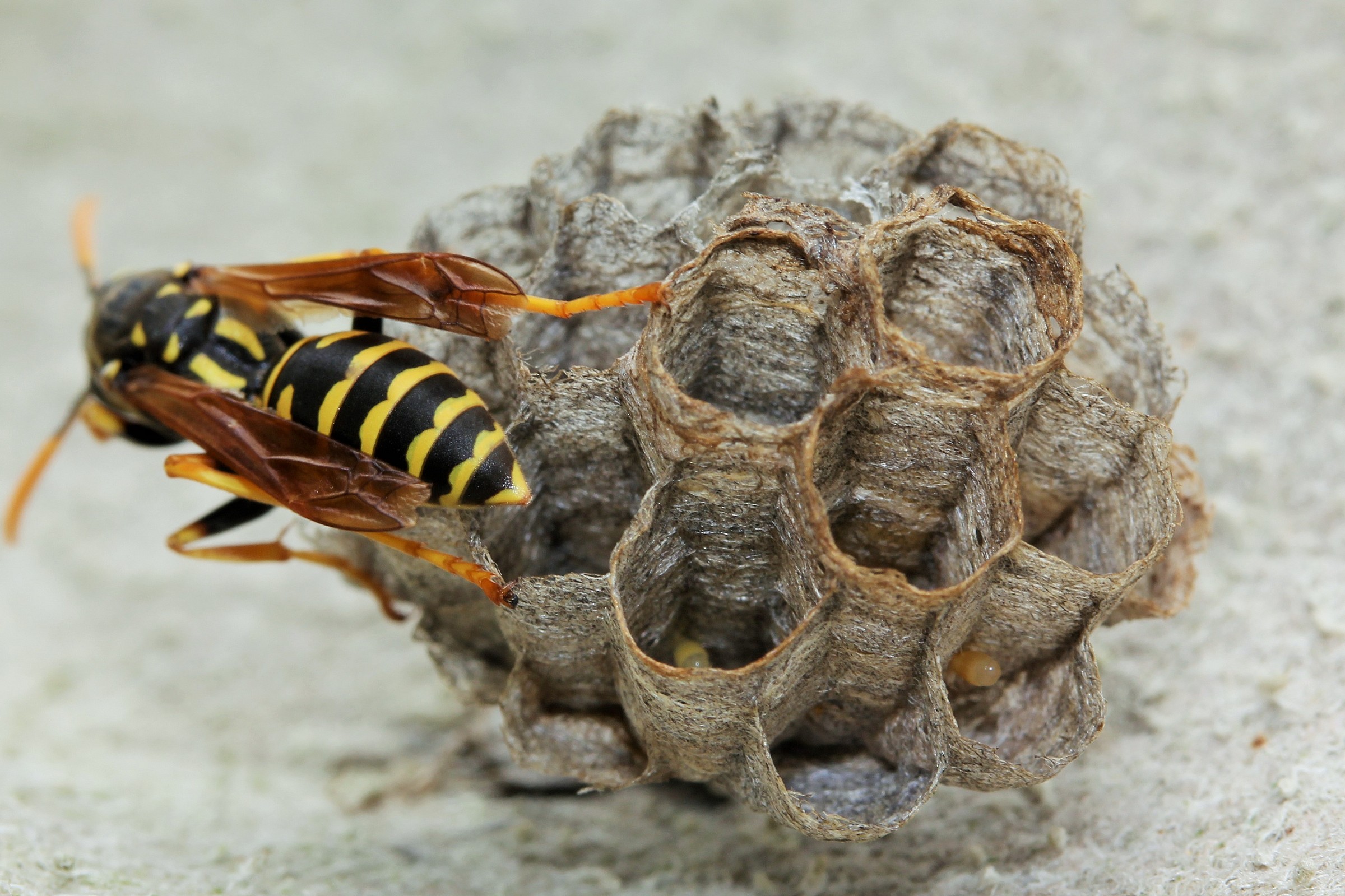 animali del mio giardino