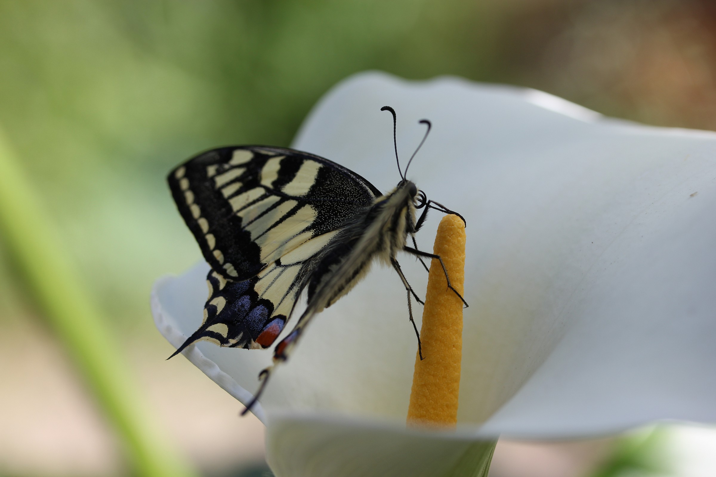 animali del mio giardino