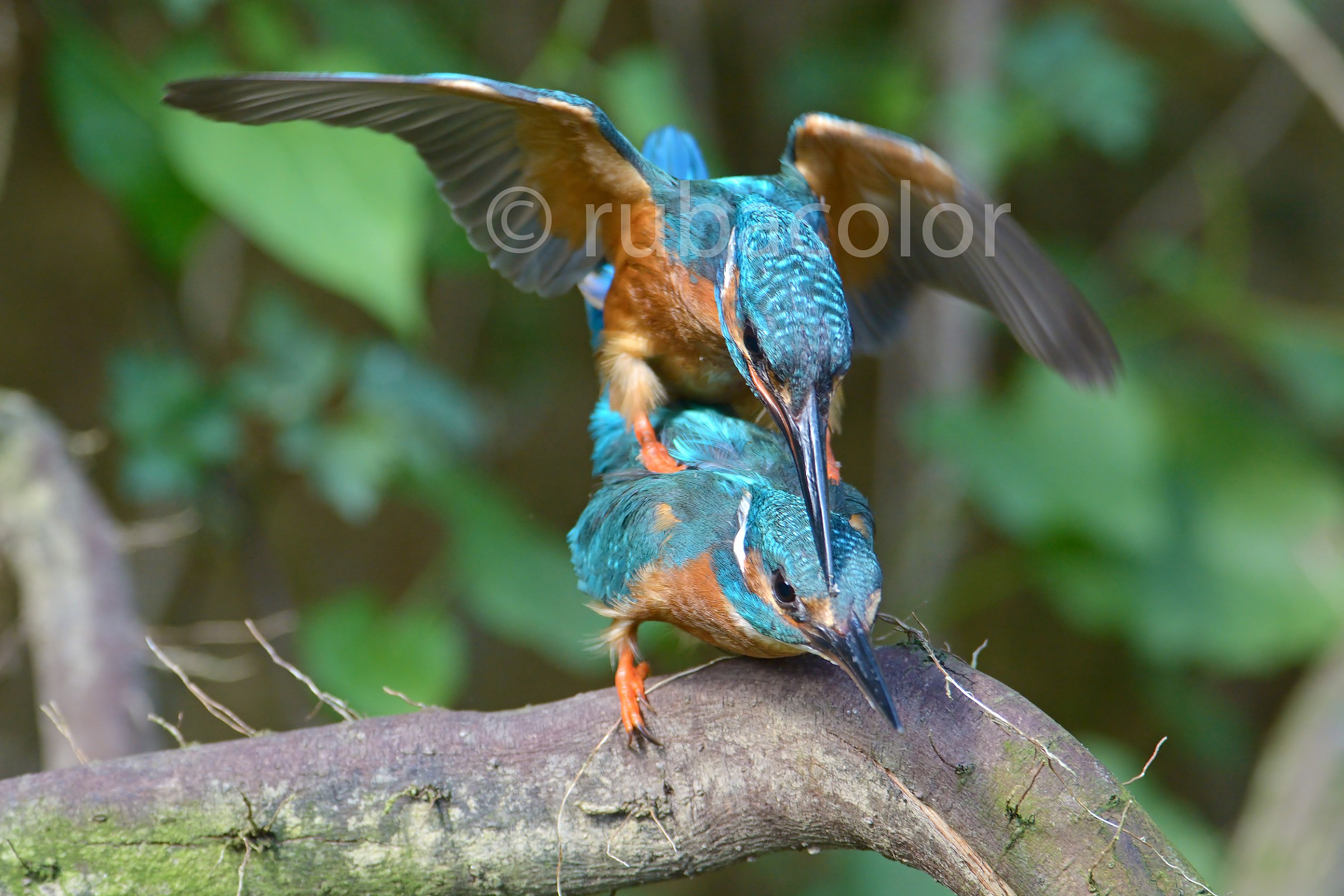 Le posizioni dell'amore dei martini