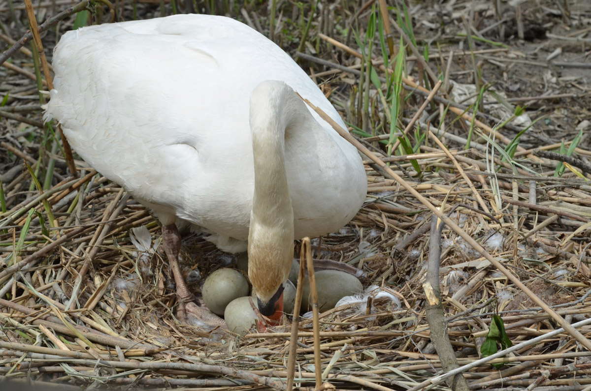 The Swan, the small yet to be born