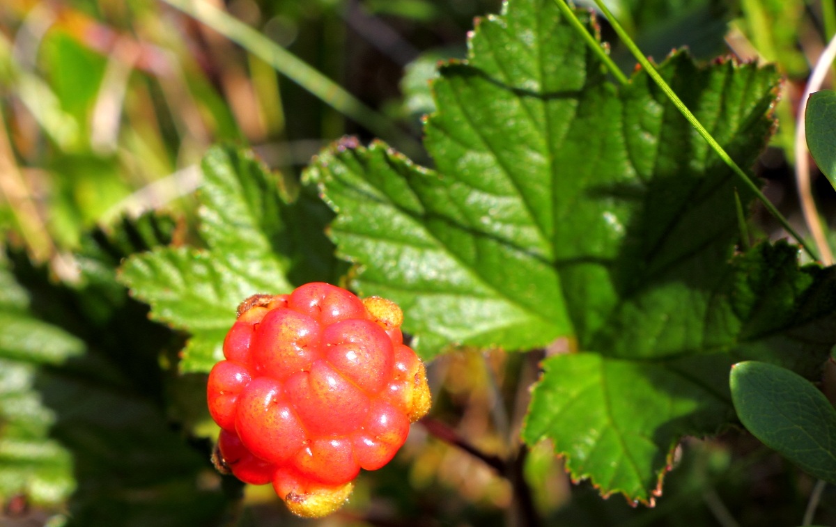 cloudberry