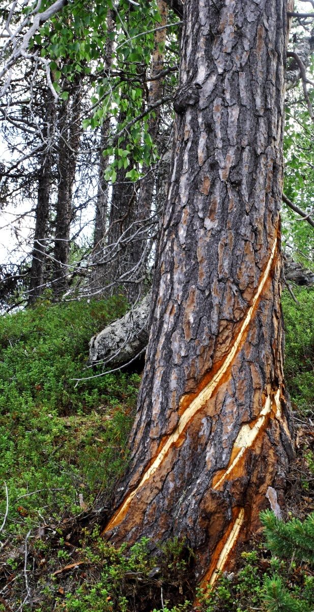 lightning hit the tree