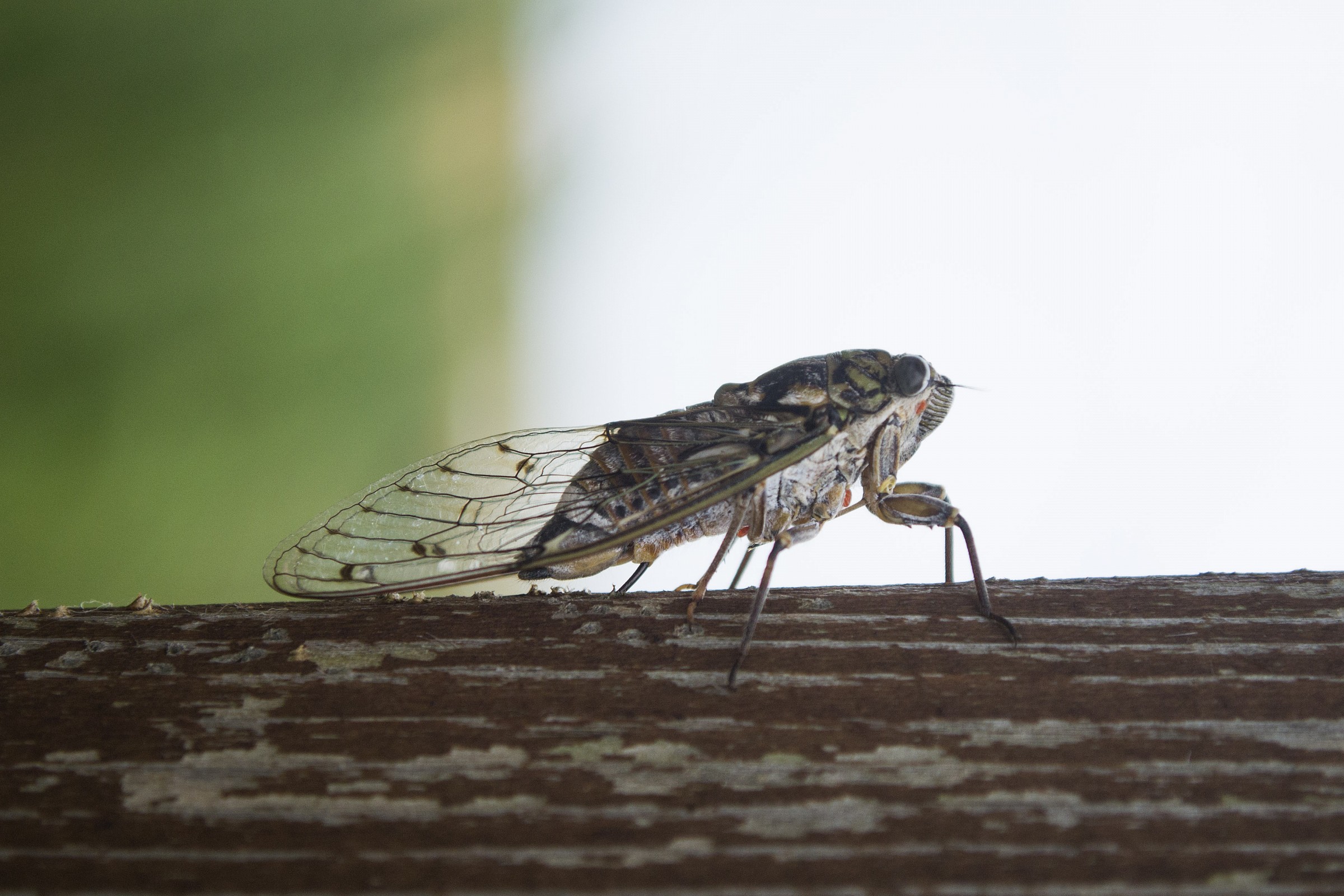 cicada