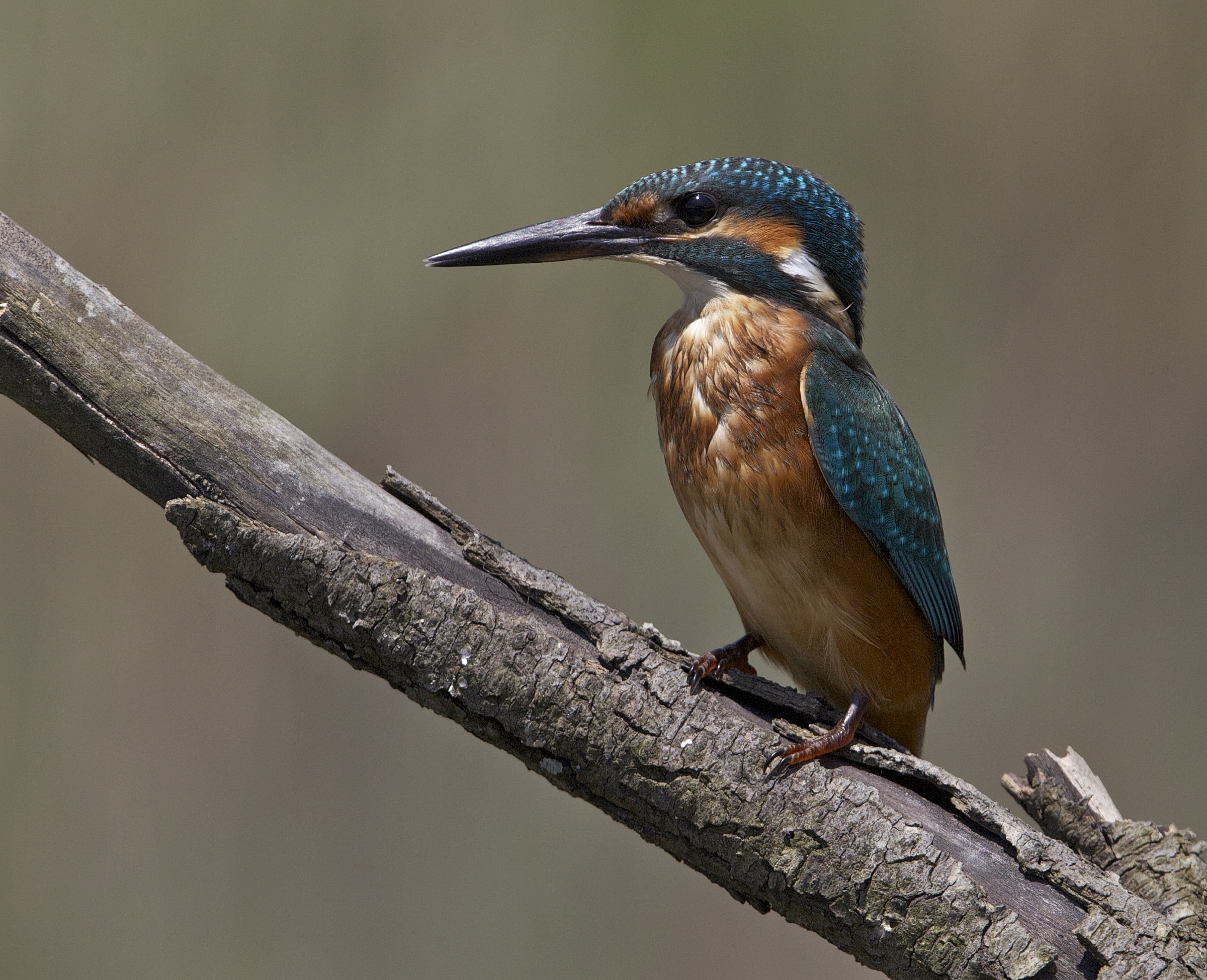 maschietto in caccia