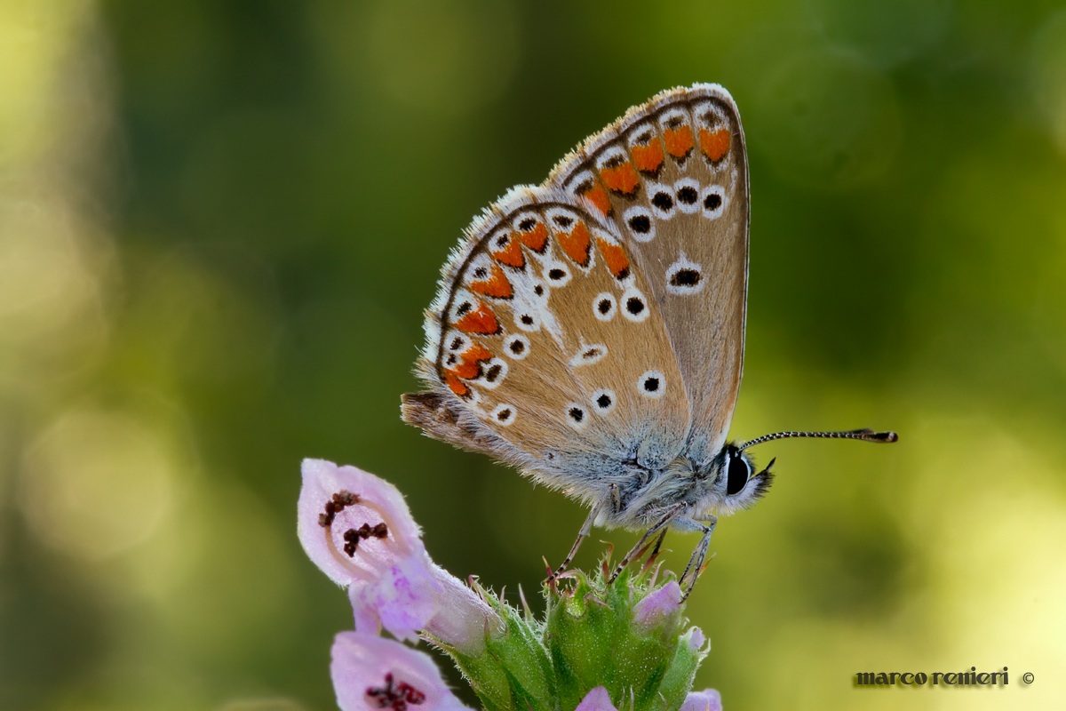 Polyommatus icarus