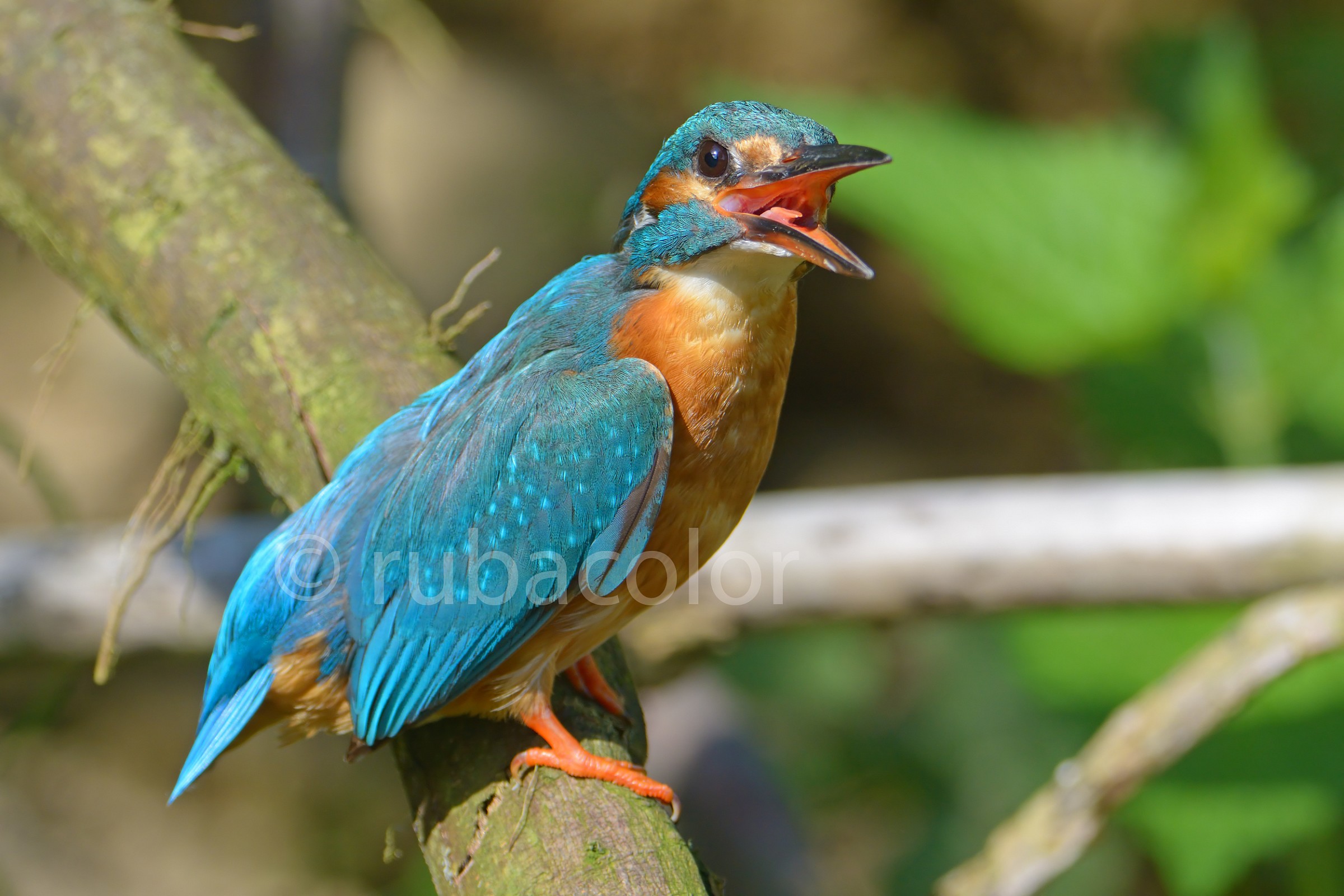 Fammi vedere la gola Venere!