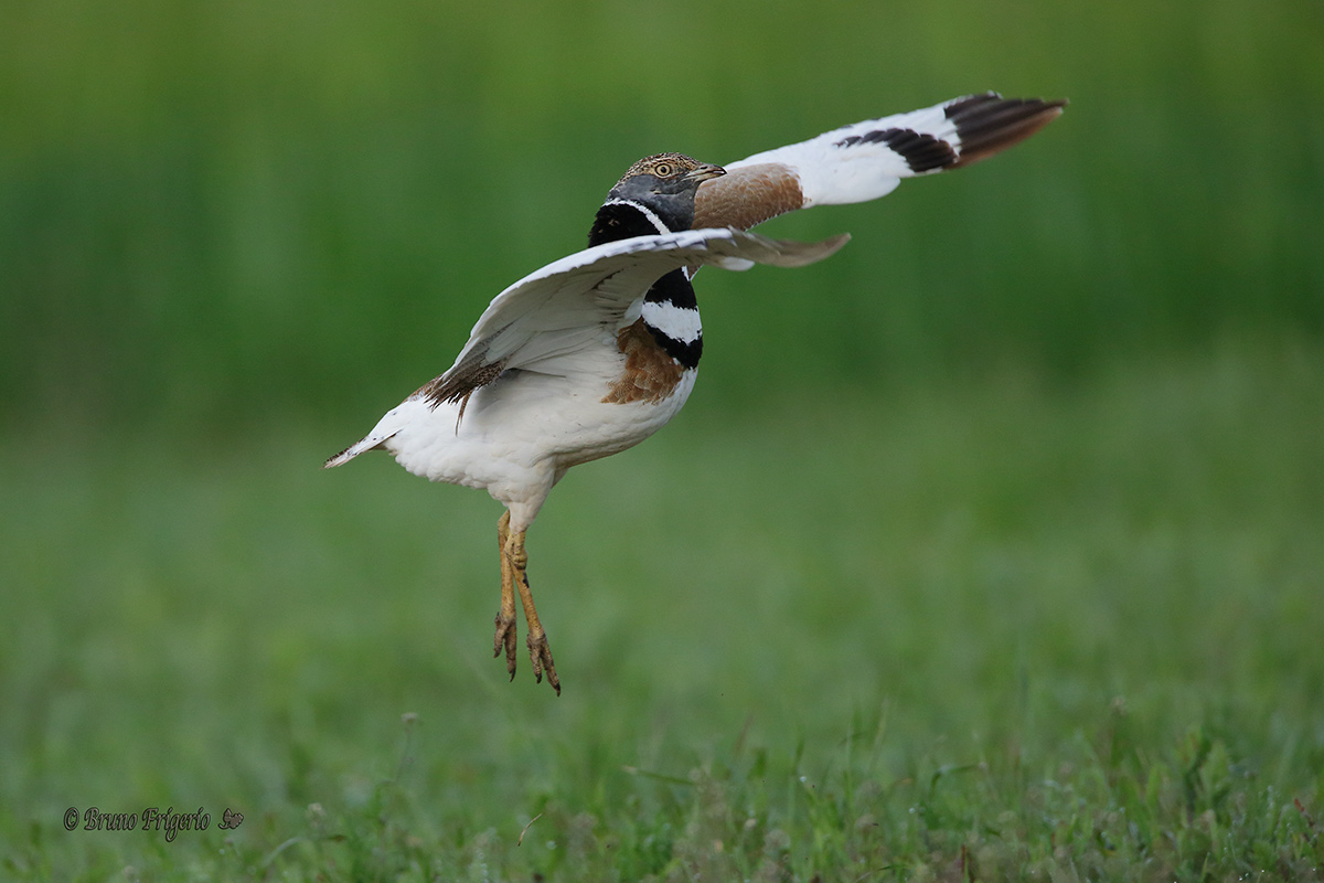 dance, hen patraiola