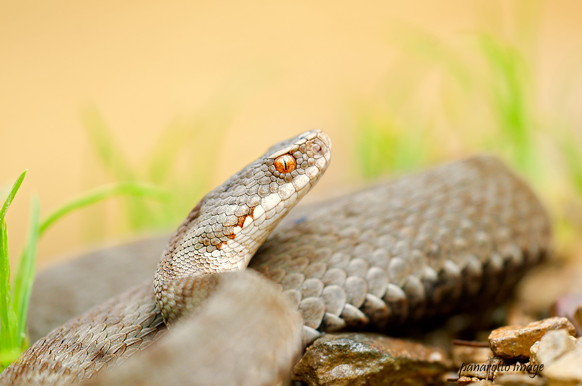 Vipera berus