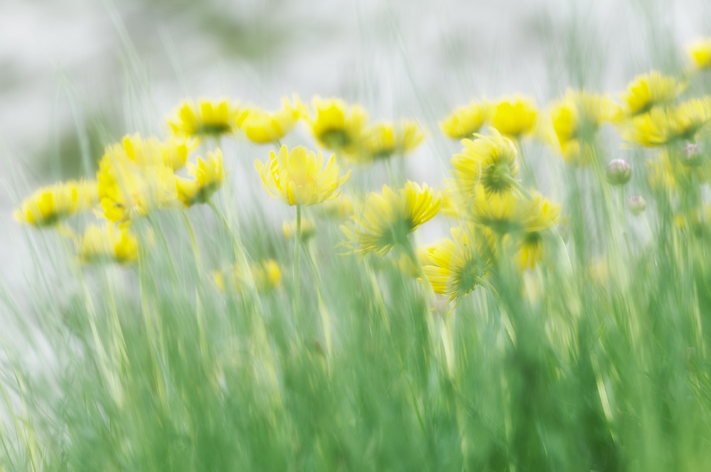 Blooms on GranSasso