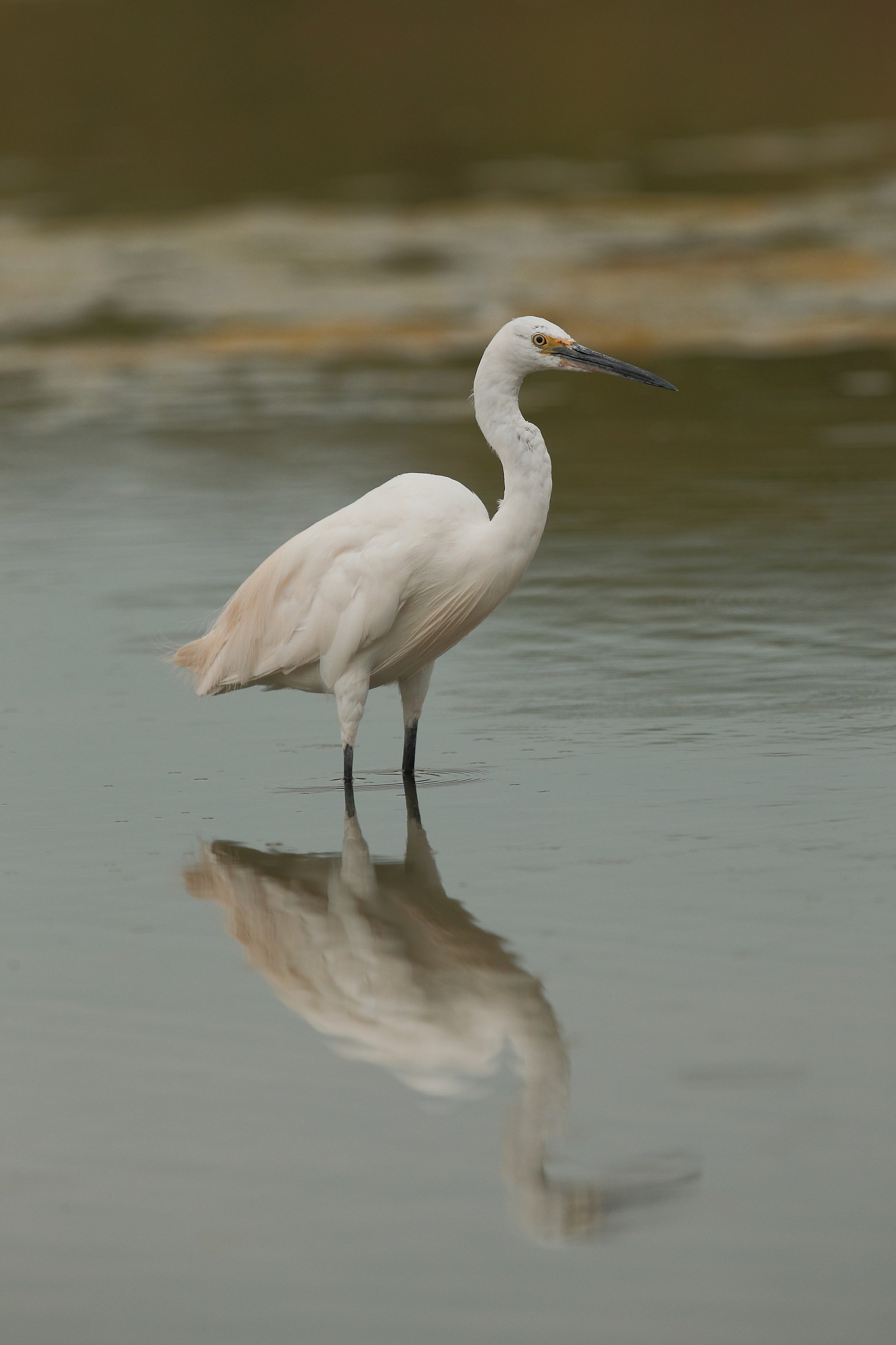 Egret