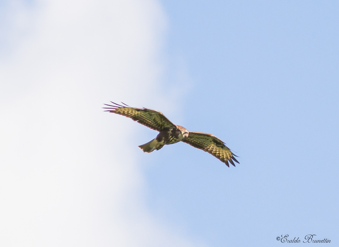 Poiana (buteo buteo)