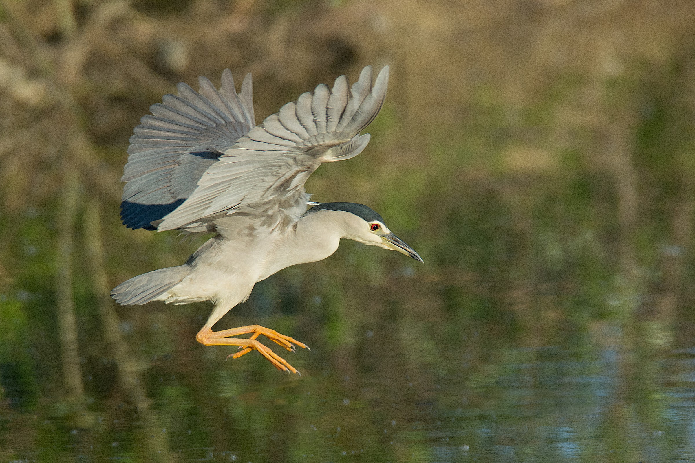 Night Heron