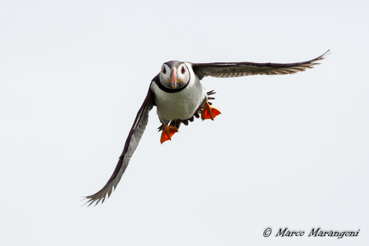 Puffin