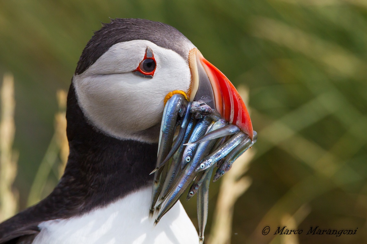 Puffin