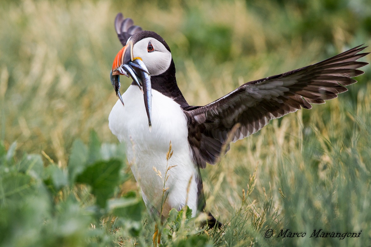 Puffin