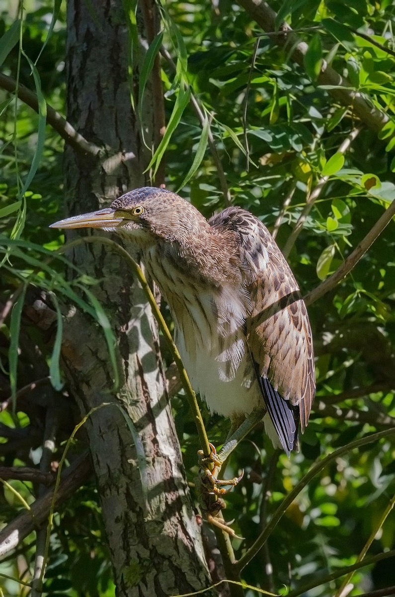 Bittern at dawn