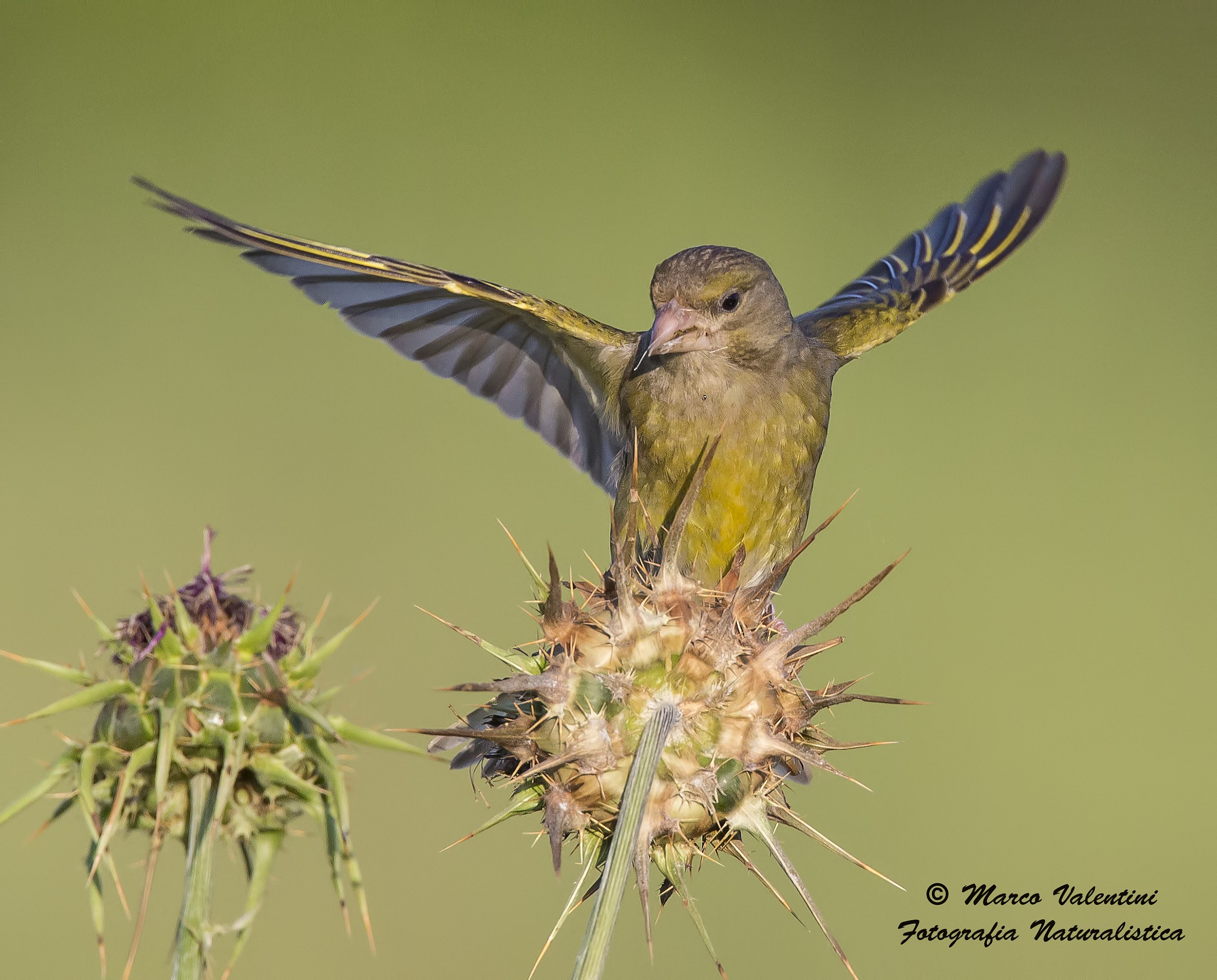 Landing thorny