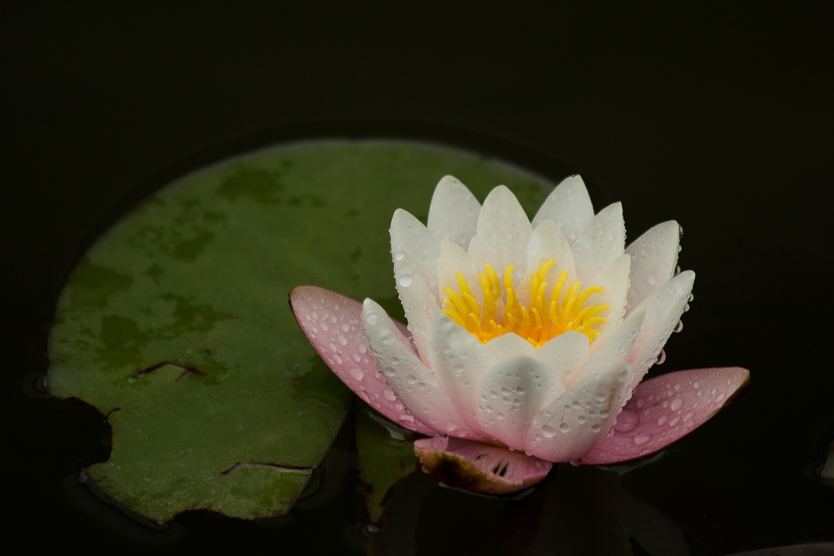 Pioggia sulla ninfea