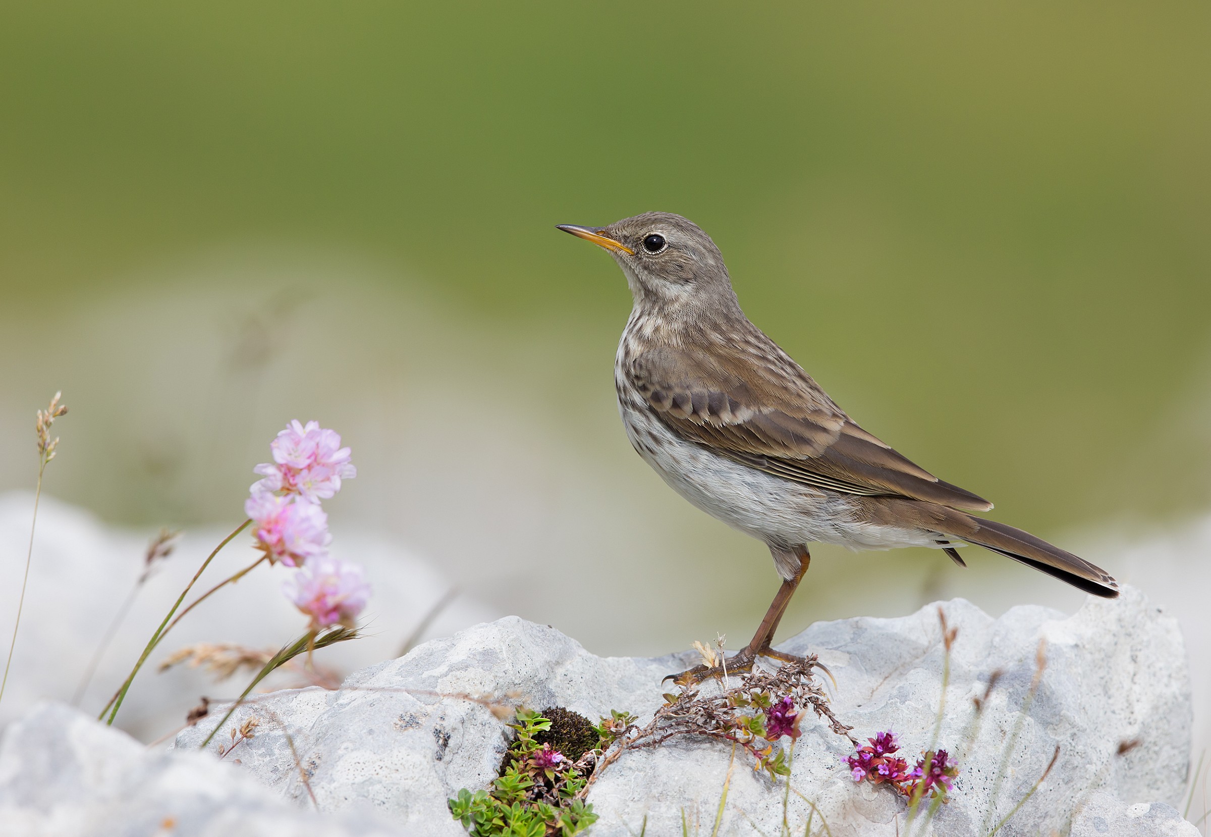 pipit