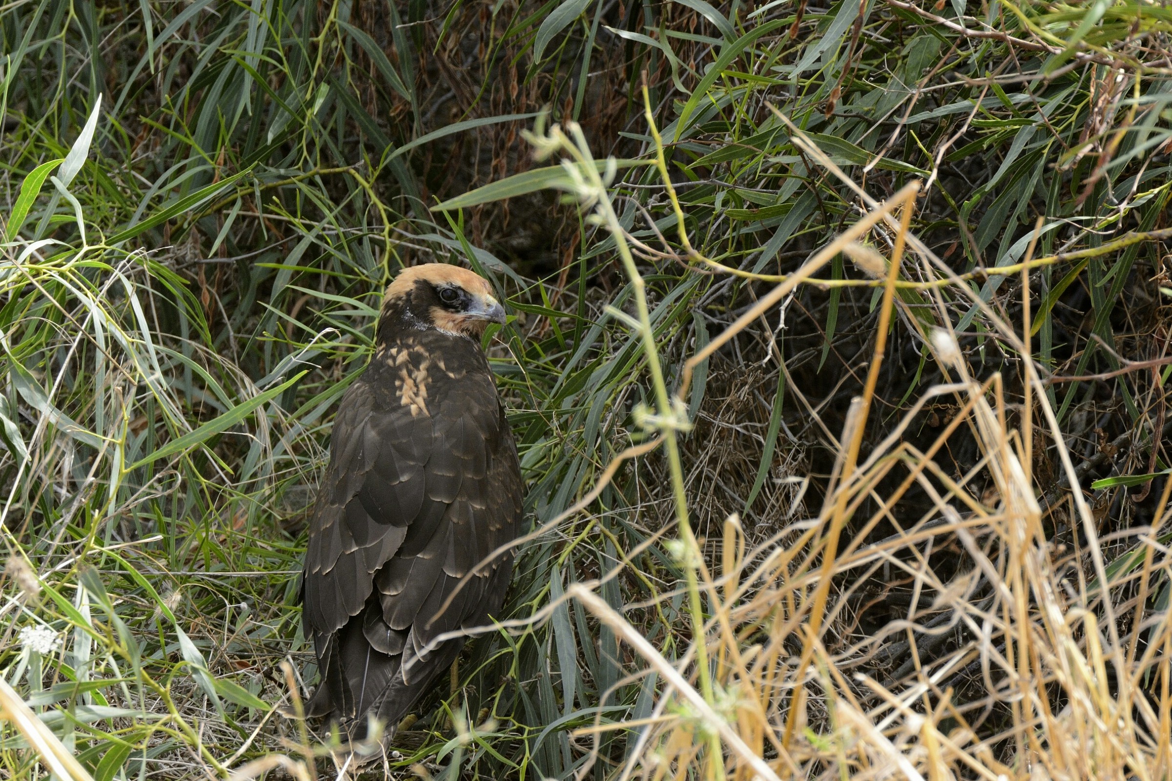 marsh harrier