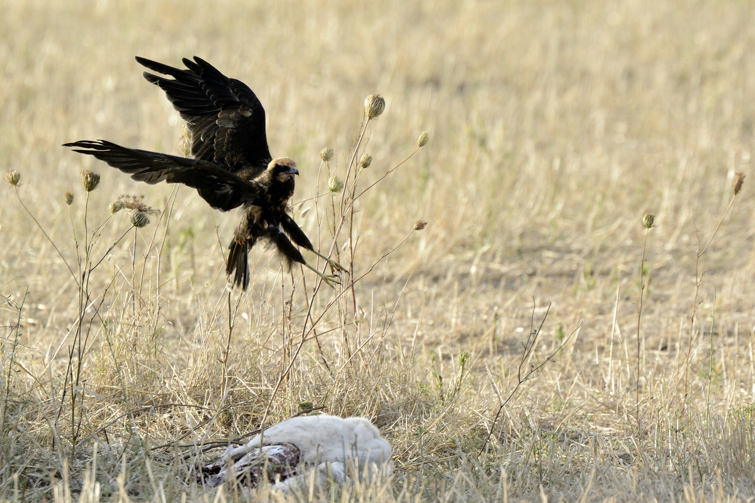 marsh harrier