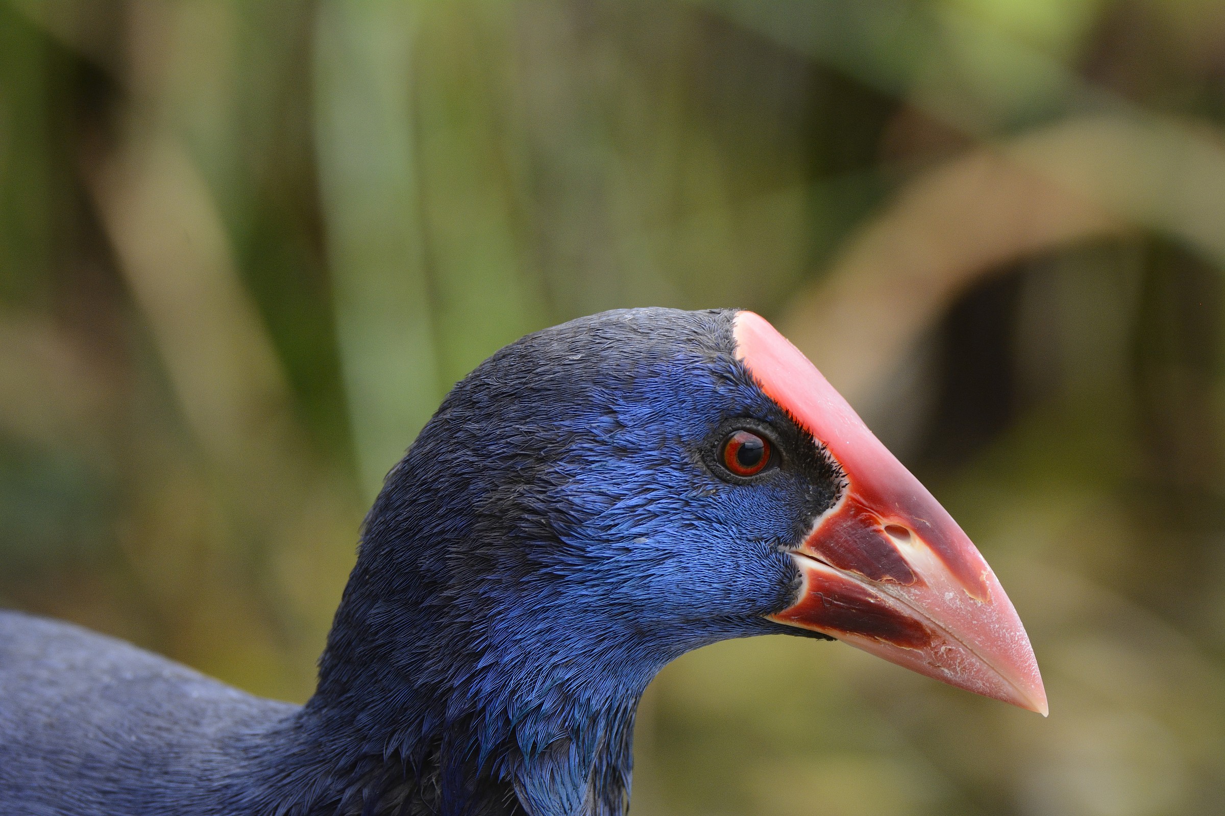 Sultan .. rifflessivo.