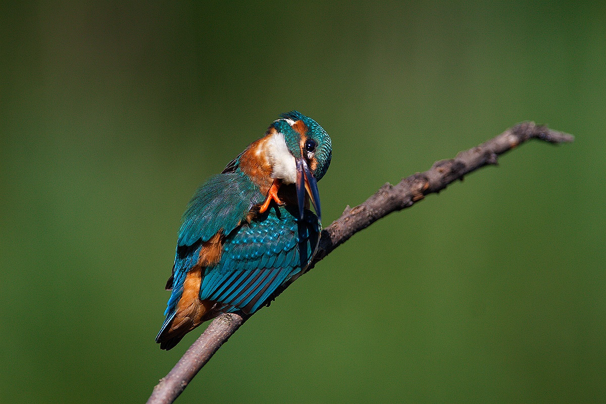 kingfisher