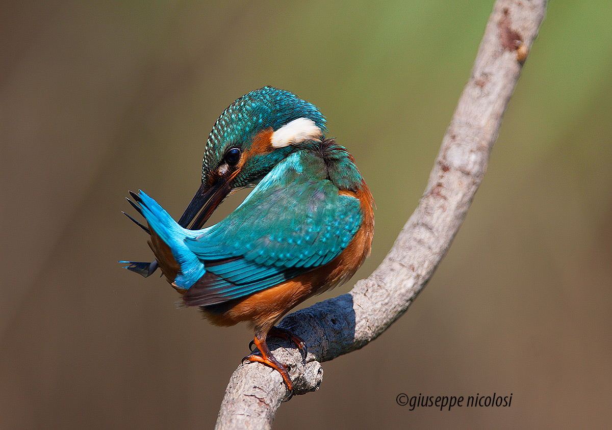 kingfisher