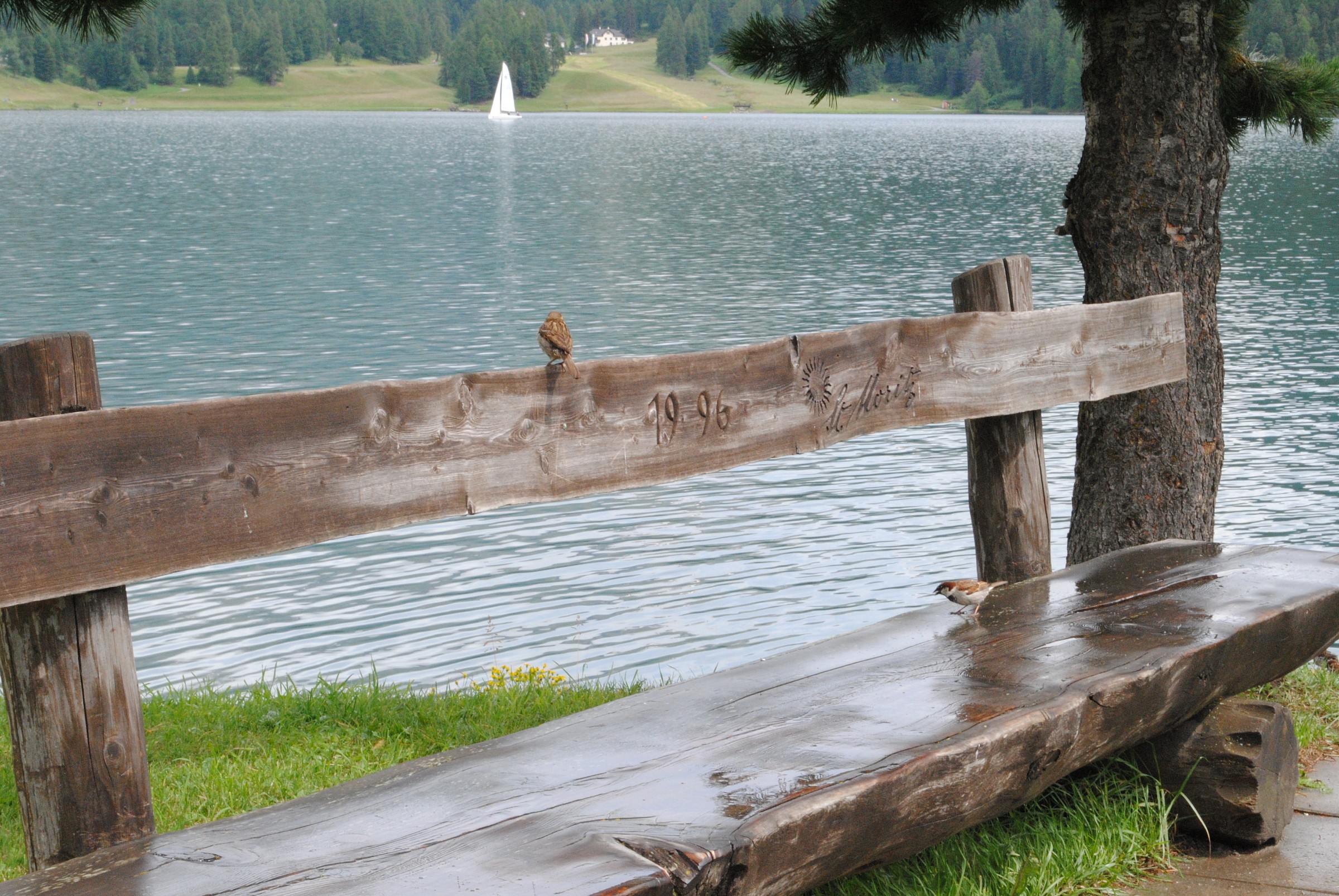 passerotti lago sant Moritz