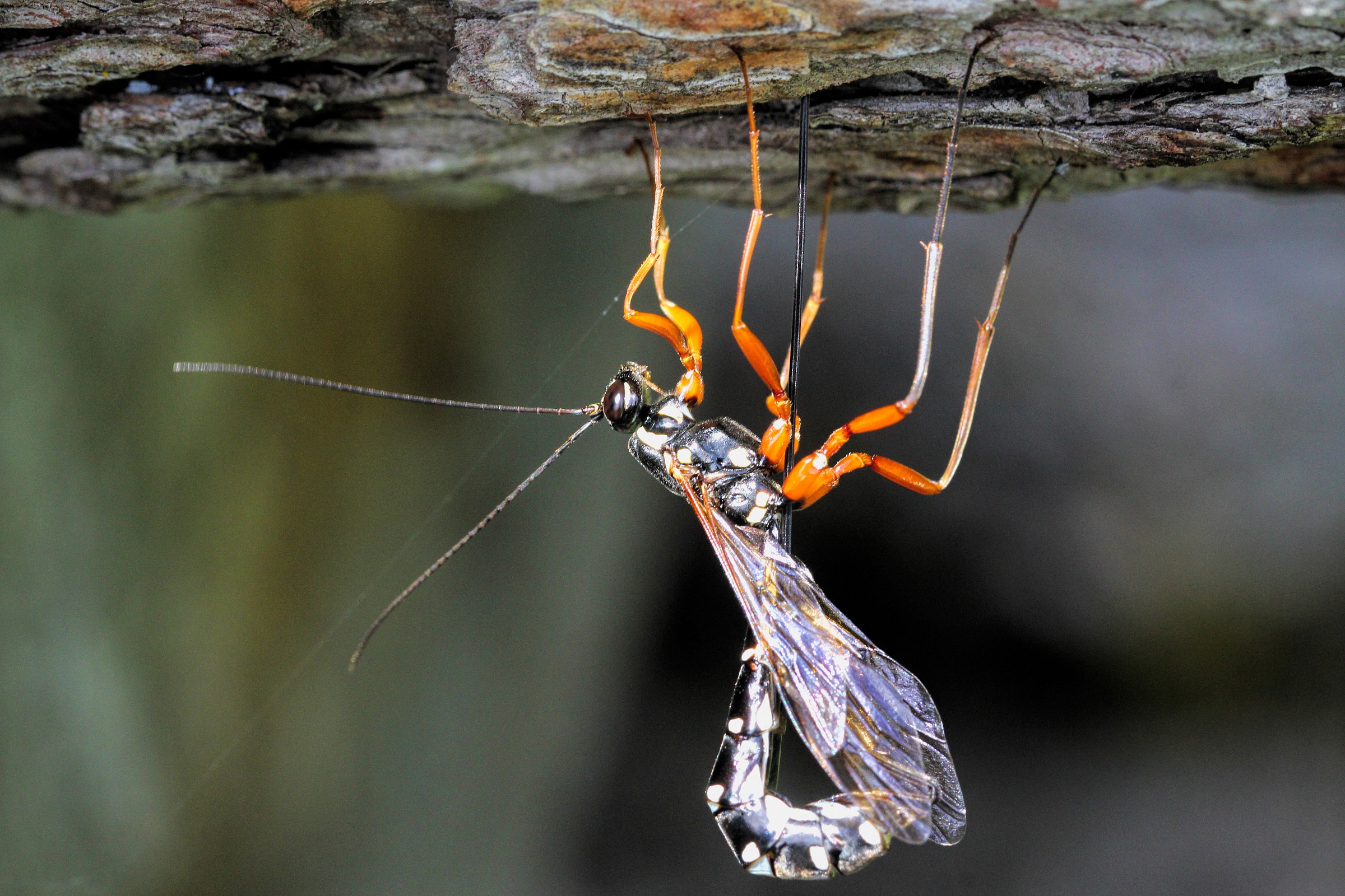 Rhyssa persuasoria phase deposition