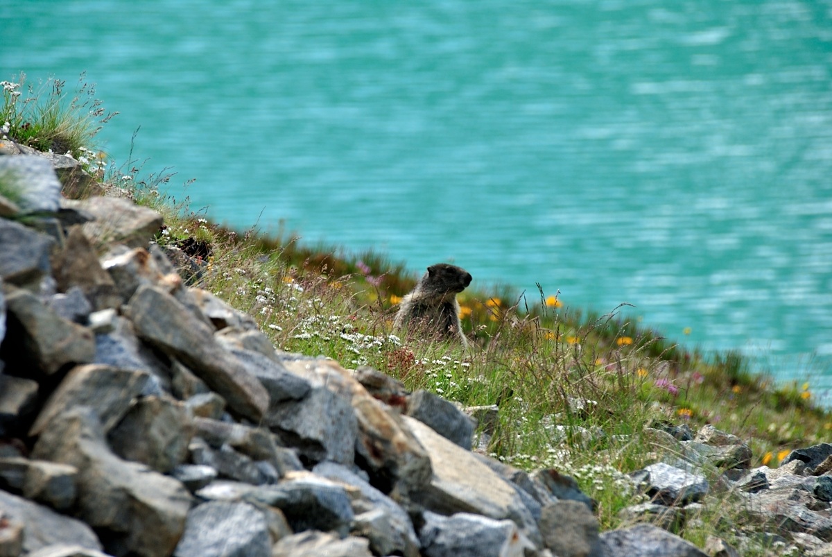 Marmot