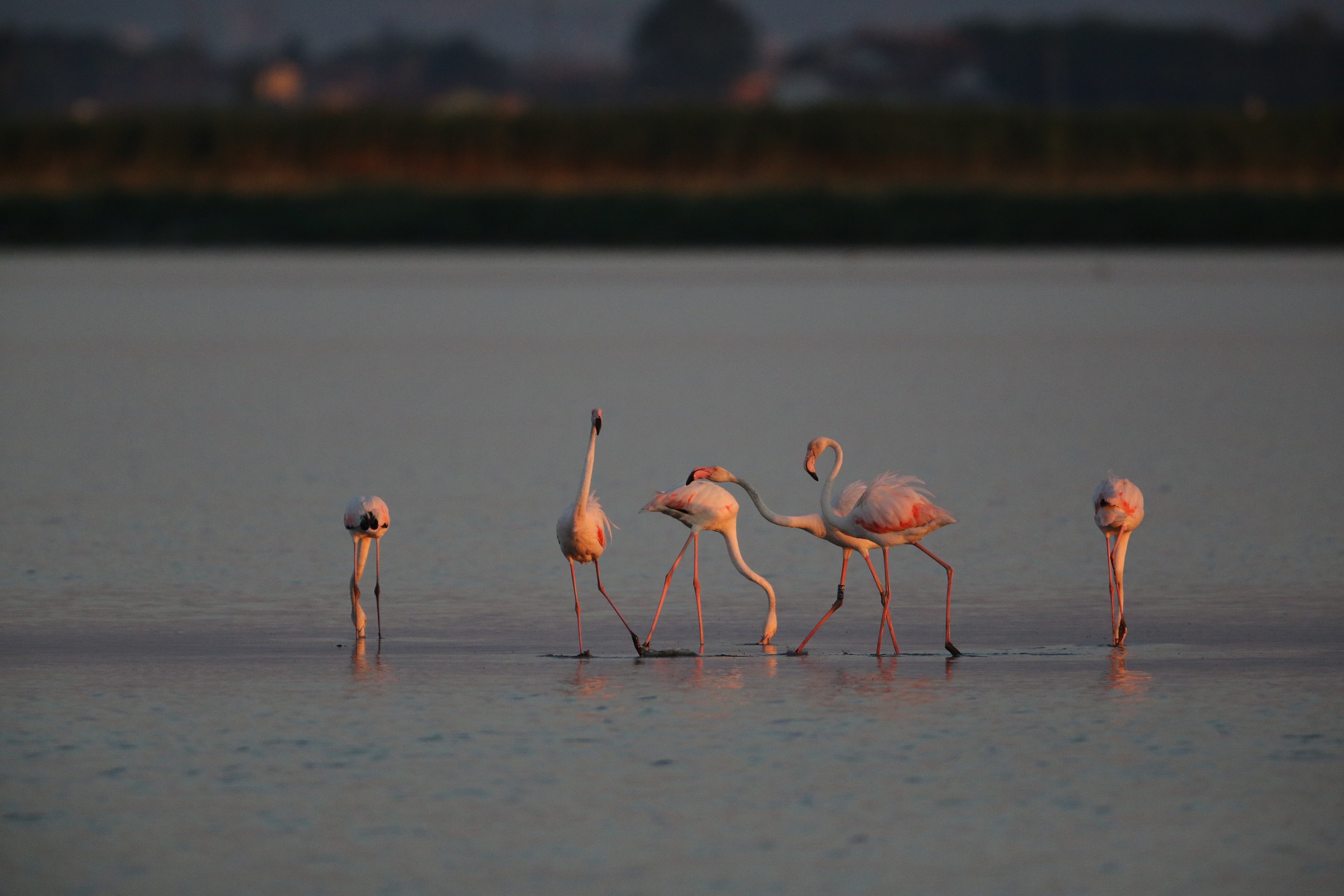 Fenicotteri rosa al tramonto 1