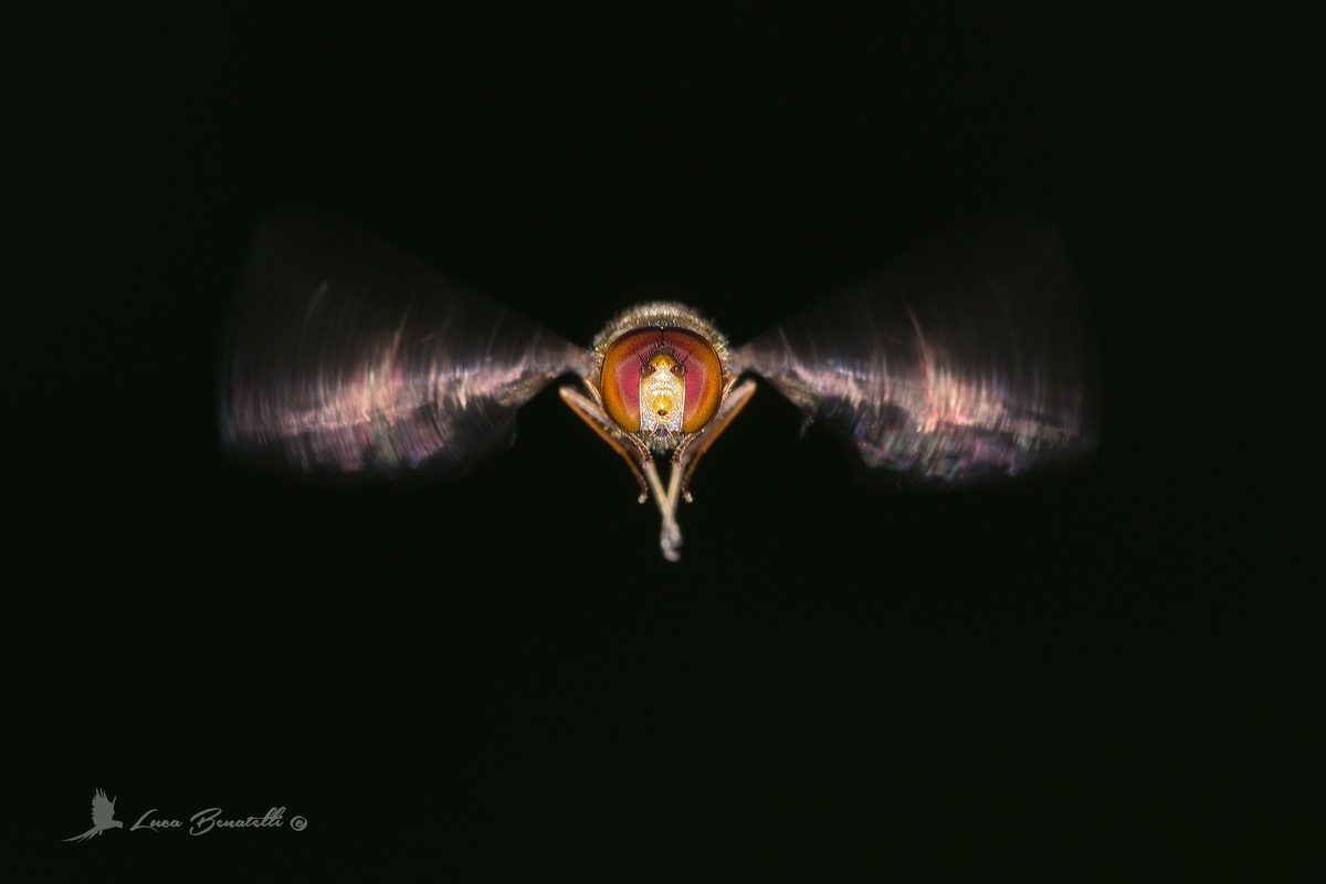 Episyrphus balteatus