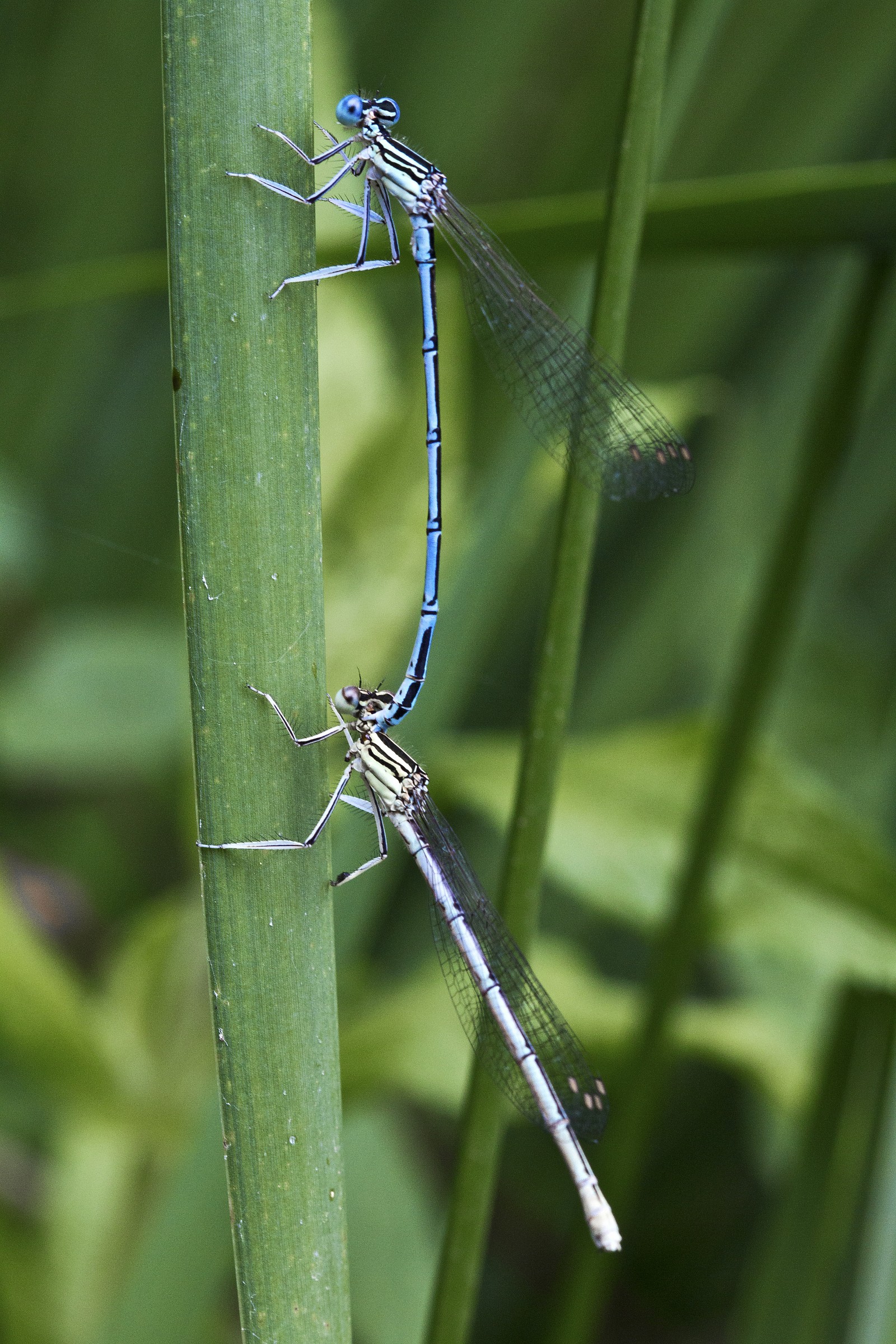 Preliminari di una coppia di damigelle