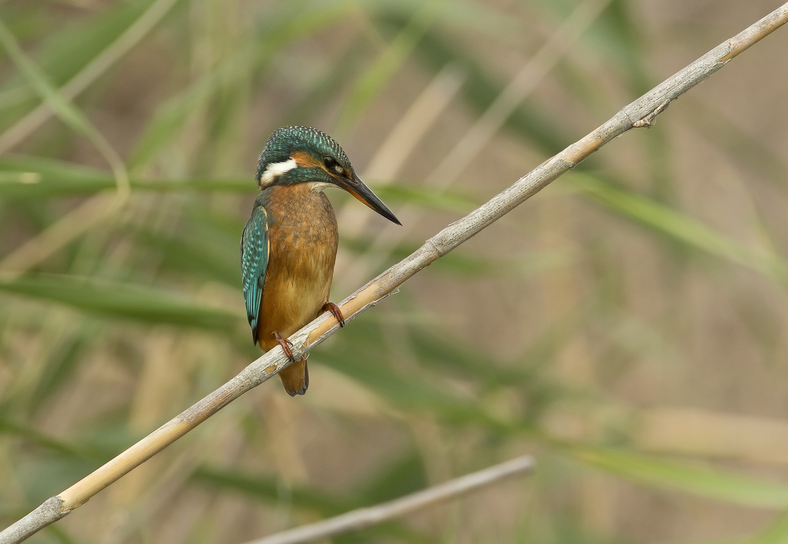 in mezzo alle canne ....e agli afidi