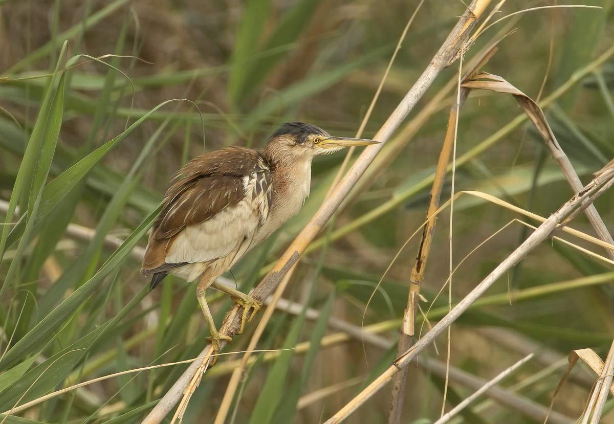 in mezzo alle canne ....e agli afidi