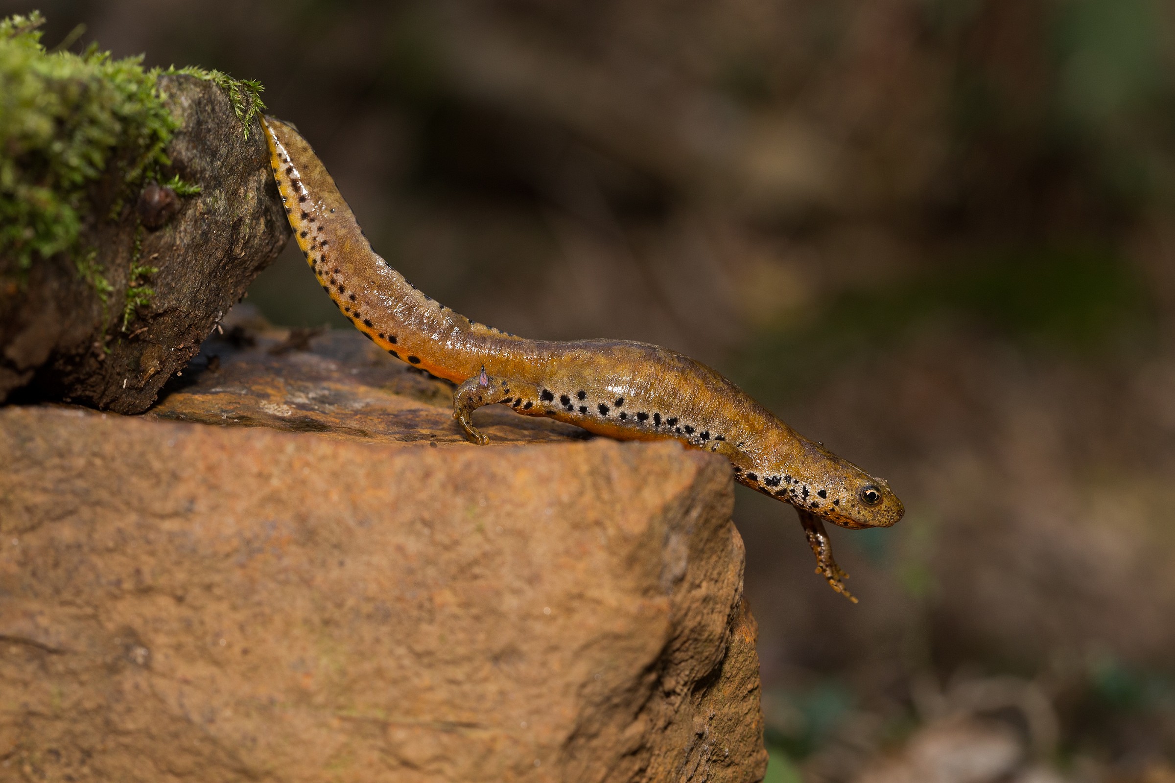 Mesotriton alpestris apuanus - female