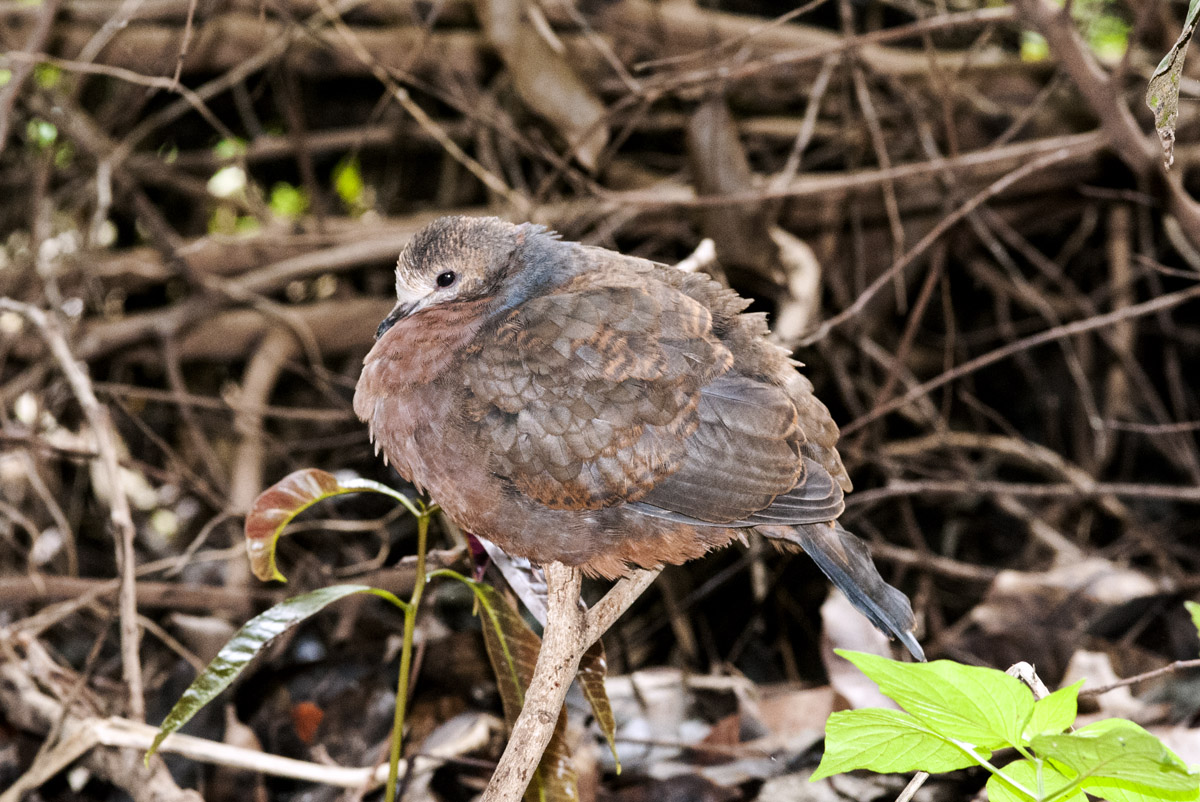 Aplopelia (Columba) larvata